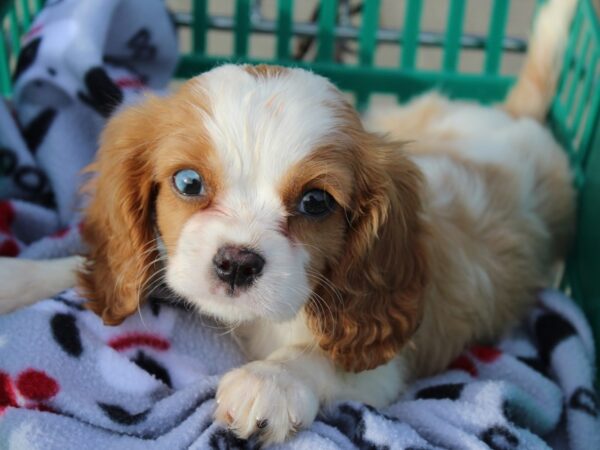 Cavalier King Charles Spaniel-DOG-Male-blenheim-6371-Petland Montgomery, Alabama