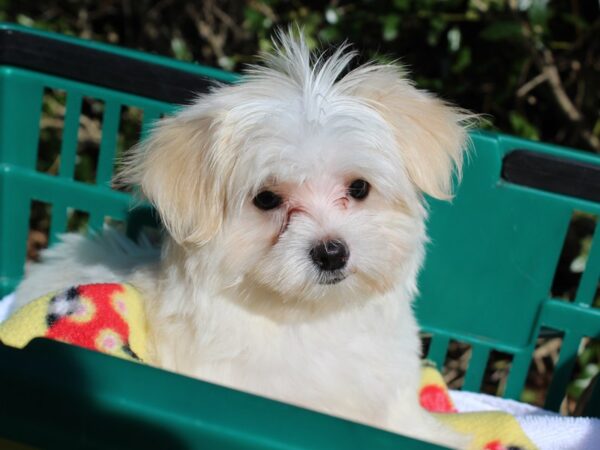 Maltese DOG Female White 6367 Petland Montgomery, Alabama