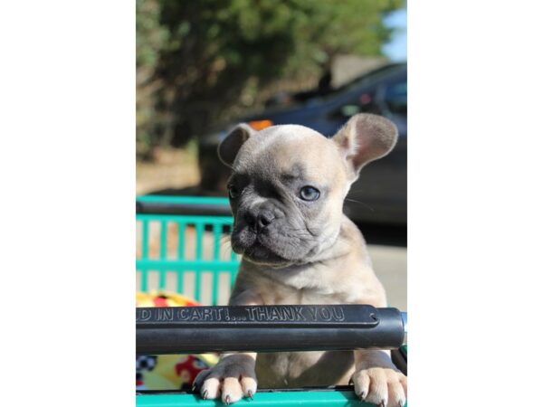 French Bulldog-DOG-Male-FAWN-6370-Petland Montgomery, Alabama