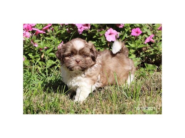 Shih Tzu-DOG-Male-Chocolate-6379-Petland Montgomery, Alabama