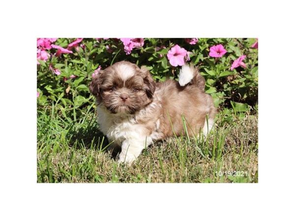 Shih Tzu DOG Male Chocolate 6379 Petland Montgomery, Alabama