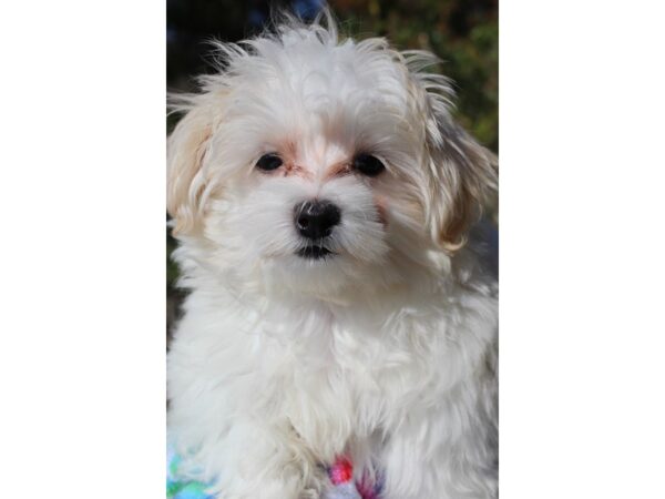 Maltese DOG Female White 6368 Petland Montgomery, Alabama