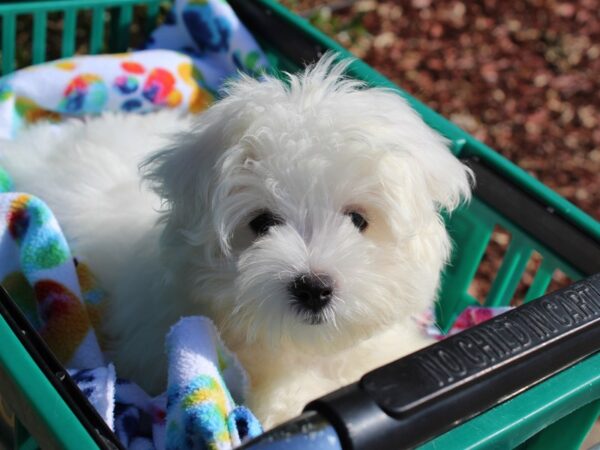 Maltese DOG Female White 6362 Petland Montgomery, Alabama