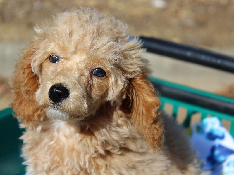 Apricot miniature poodle online puppy