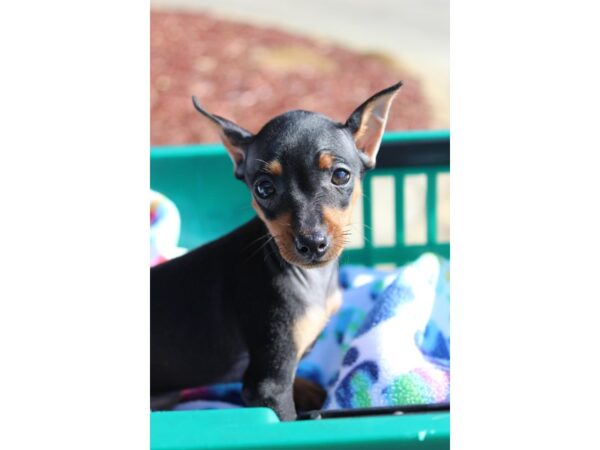 Miniature Pinscher-DOG-Female-Black / Rust-6378-Petland Montgomery, Alabama