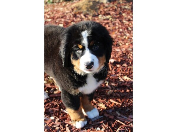 Bernese Mountain Dog DOG Female Black Rust / White 6375 Petland Montgomery, Alabama