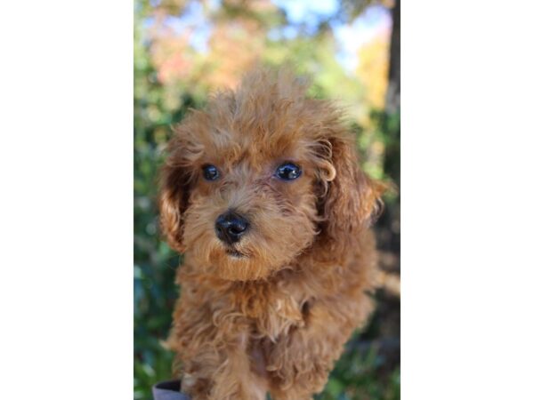 Poodle DOG Female Apricot 6382 Petland Montgomery, Alabama