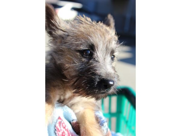 Cairn Terrier DOG Female Wheaten 6376 Petland Montgomery, Alabama