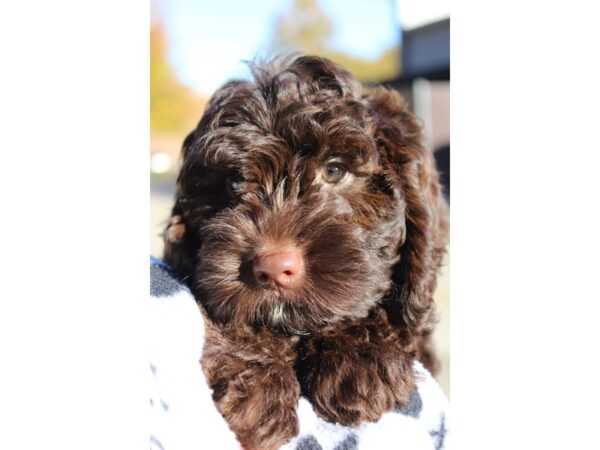 Goldendoodle Mini 2nd Gen DOG Male Chocolate 6377 Petland Montgomery, Alabama