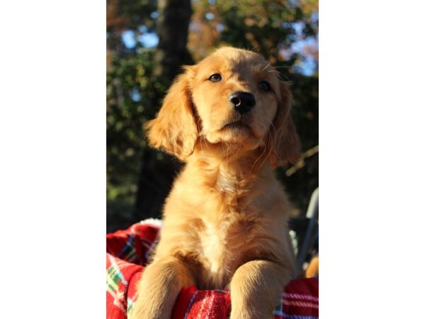 Golden Retriever DOG Female Dark Golden 6380 Petland Montgomery, Alabama