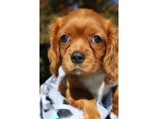 Cavalier King Charles Spaniel-DOG-Male-Ruby-6386-Petland Montgomery, Alabama