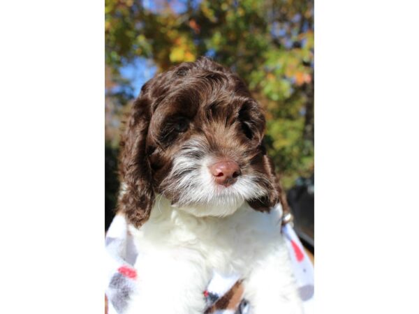 Cockapoo DOG Female brown/white 6384 Petland Montgomery, Alabama