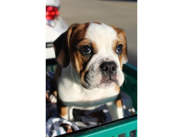 Bulldog/Bulldog-Beagle-DOG-Male-Brown-6381-Petland Montgomery, Alabama