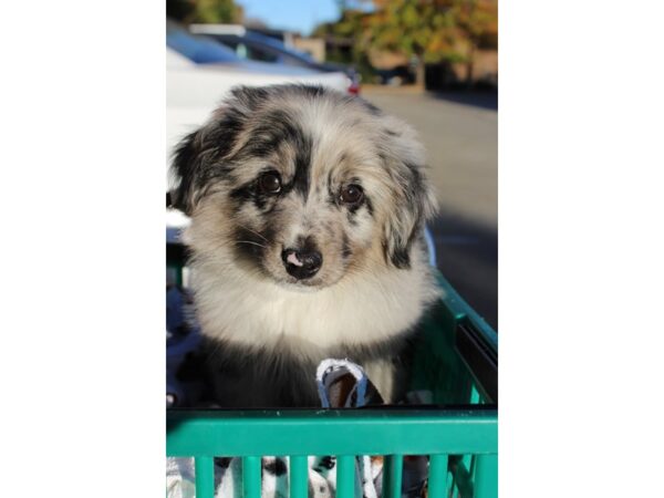 Mini Australian Shepherd DOG Male MERLE 6383 Petland Montgomery, Alabama