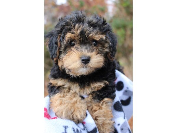 Yorkiepoo DOG Female Black/Tan 6393 Petland Montgomery, Alabama