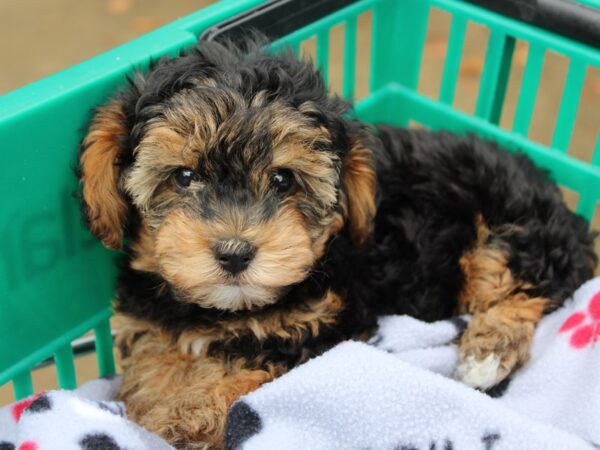 Yorkiepoo DOG Female Black/Tan 6392 Petland Montgomery, Alabama