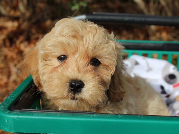 Maltipoo Puppy Cream ID 6389 Located at Petland Montgomery Alabama