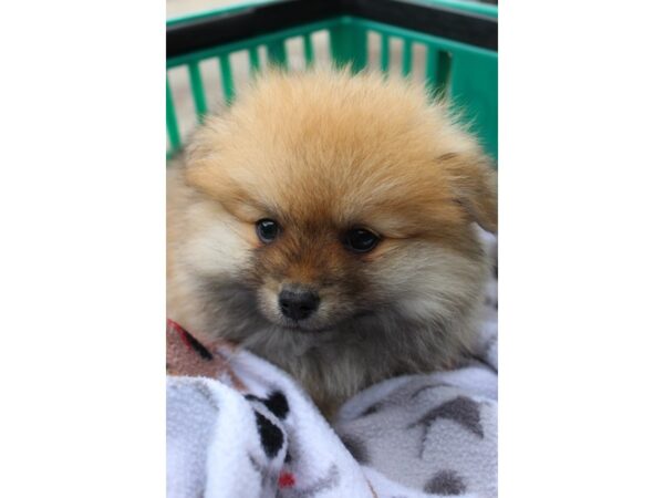 Pomeranian DOG Male sable 6390 Petland Montgomery, Alabama