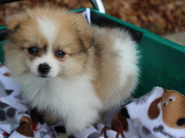 Pomeranian DOG Female White/Sable 6391 Petland Montgomery, Alabama