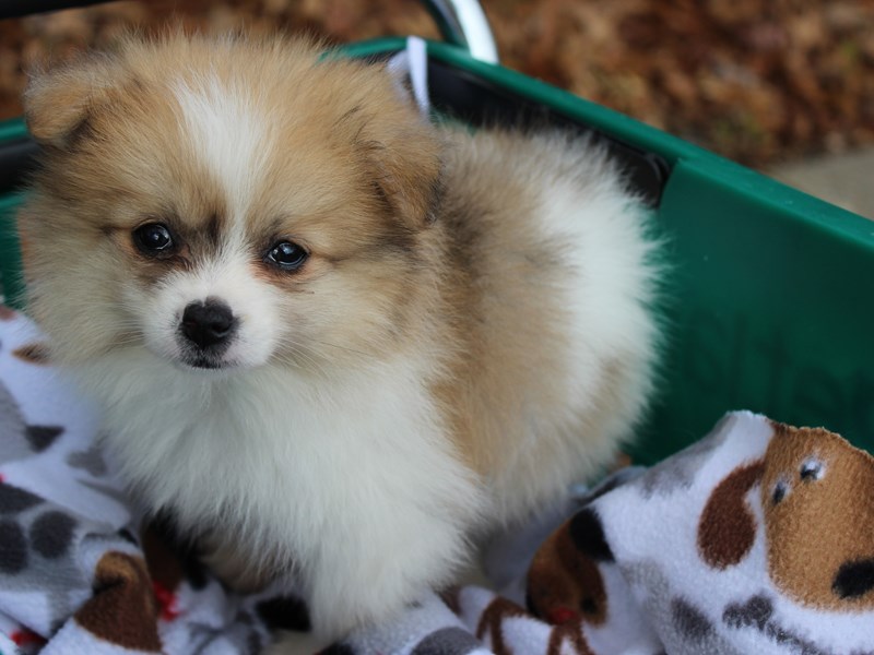 Sable pomeranian shop for sale