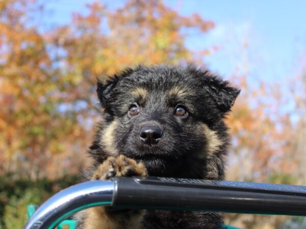 German Shepherd-DOG-Female-Black/Tan-6387-Petland Montgomery, Alabama