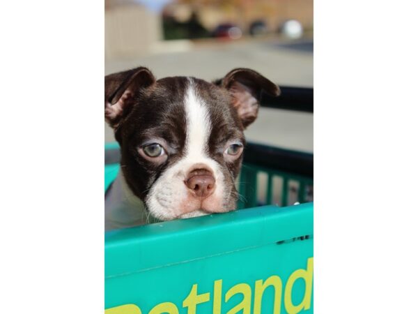 Boston Terrier DOG Male Red/White 6397 Petland Montgomery, Alabama