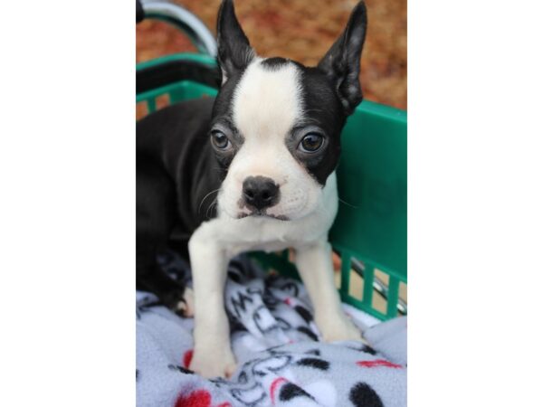 Boston Terrier DOG Female black/white 6396 Petland Montgomery, Alabama