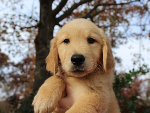 Golden Retriever DOG Male Golden 6388 Petland Montgomery, Alabama