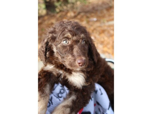 Mini Goldendoodle 2nd Gen DOG Female chocolate 6395 Petland Montgomery, Alabama