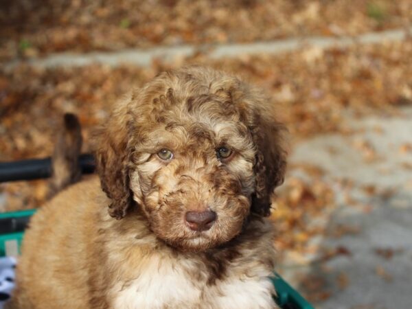 Mini Goldendoodle 2nd Gen DOG Male Tan 6394 Petland Montgomery, Alabama