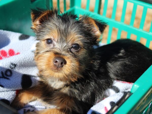 Silky Terrier DOG Male Black / Tan 6399 Petland Montgomery, Alabama