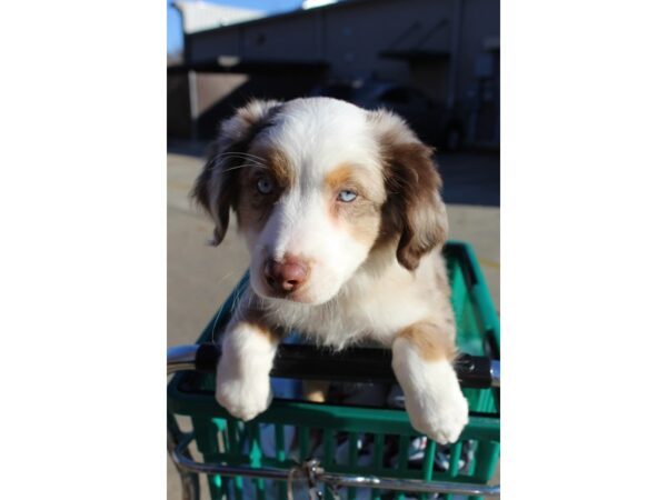 Miniature Australian Shepherd DOG Male Red Merle 6403 Petland Montgomery, Alabama