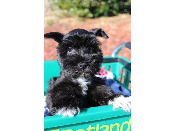 Miniature Schnauzer DOG Male Black 6398 Petland Montgomery, Alabama