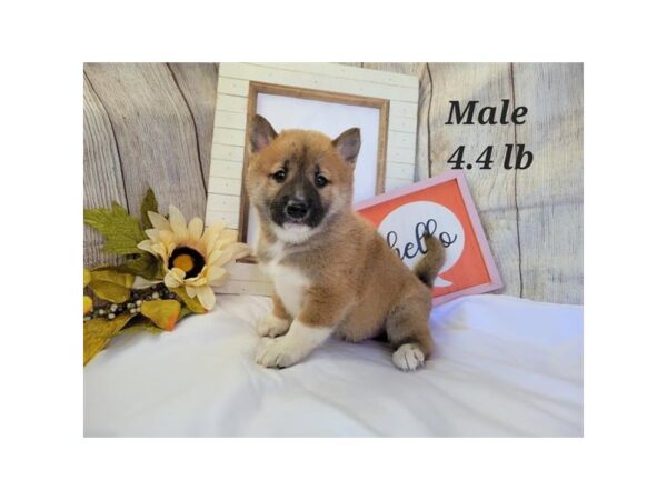 Shiba Inu-DOG-Male-Red Sesame / White-6415-Petland Montgomery, Alabama