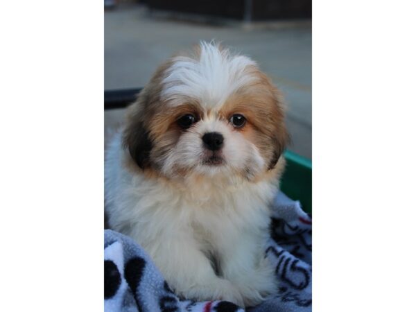 Shih Tzu DOG Male Light brown/White 6414 Petland Montgomery, Alabama