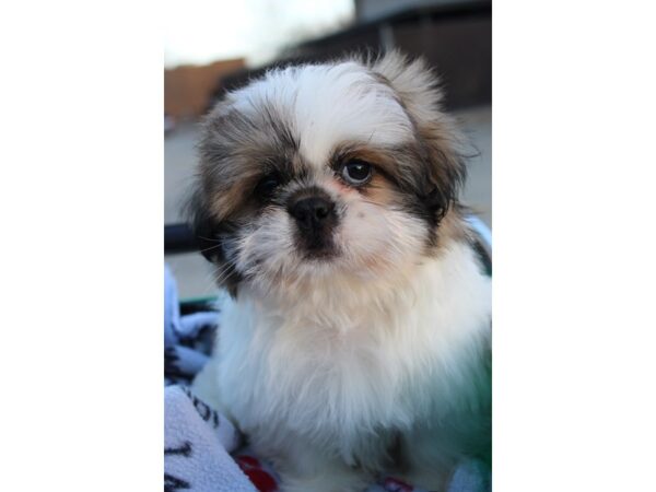 Shih Tzu DOG Male brown/white 6416 Petland Montgomery, Alabama