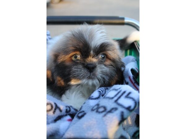 Shih Tzu DOG Male white/Brown 6413 Petland Montgomery, Alabama