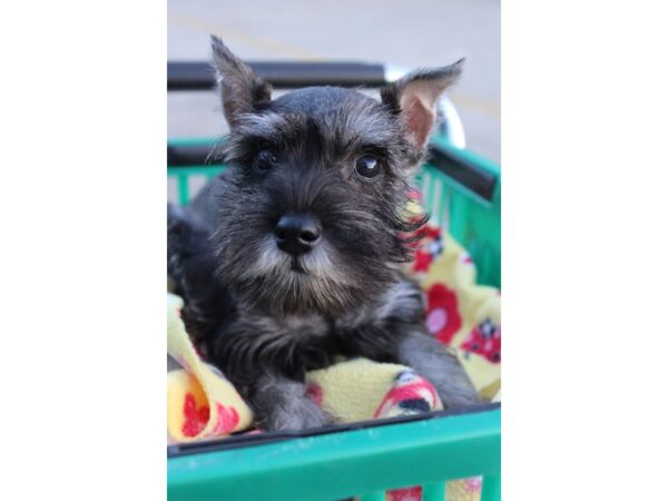 Miniature Schnauzer DOG Female Salt / Pepper 6401 Petland Montgomery, Alabama