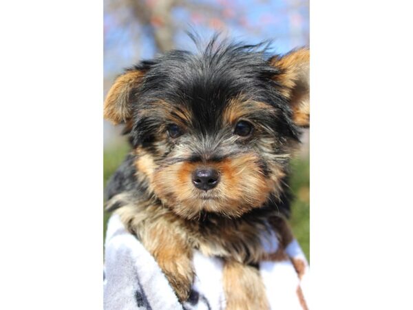 Yorkshire Terrier DOG Male Black/Tan 6406 Petland Montgomery, Alabama