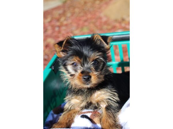 Yorkshire Terrier DOG Male Black/Tan 6405 Petland Montgomery, Alabama