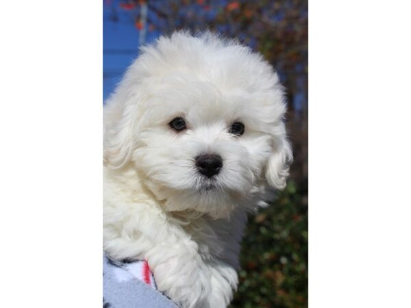 Bichon Frise DOG Male White 6400 Petland Montgomery, Alabama