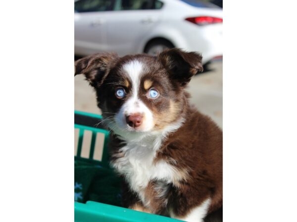 Mini Australian Shepherd DOG Female Red Tri 6412 Petland Montgomery, Alabama