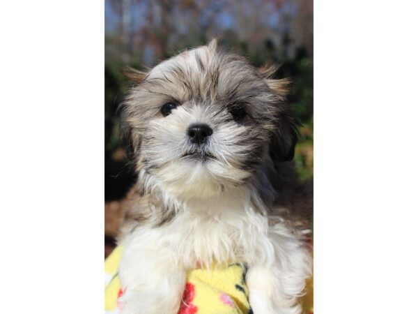 Teddy Bear-DOG-Female-sable/white-6409-Petland Montgomery, Alabama