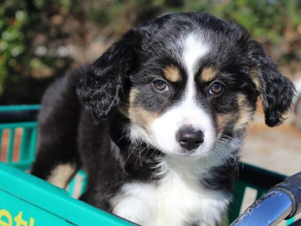 Mini Australian Shepherd DOG Female Black/Tri 6411 Petland Montgomery, Alabama