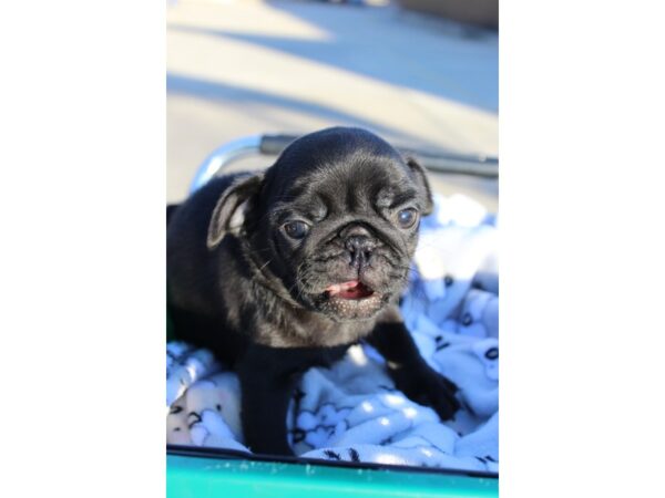 Pug DOG Male Black 6425 Petland Montgomery, Alabama