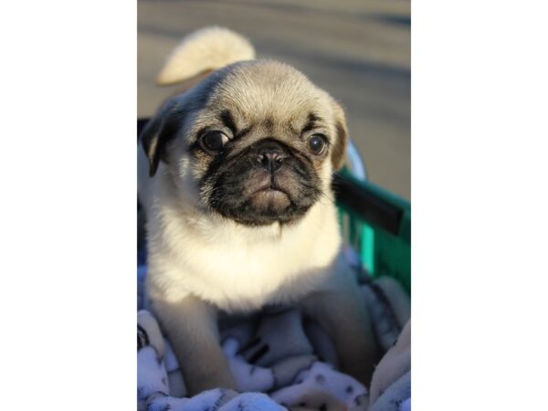 Pug-DOG-Male-Fawn-6417-Petland Montgomery, Alabama