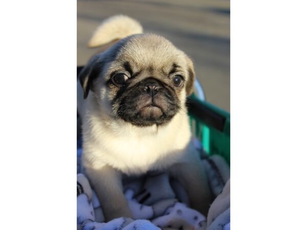 Pug DOG Male Fawn 6417 Petland Montgomery, Alabama