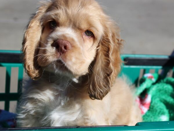 Cocker Spaniel-DOG-Male-Buff-6422-Petland Montgomery, Alabama