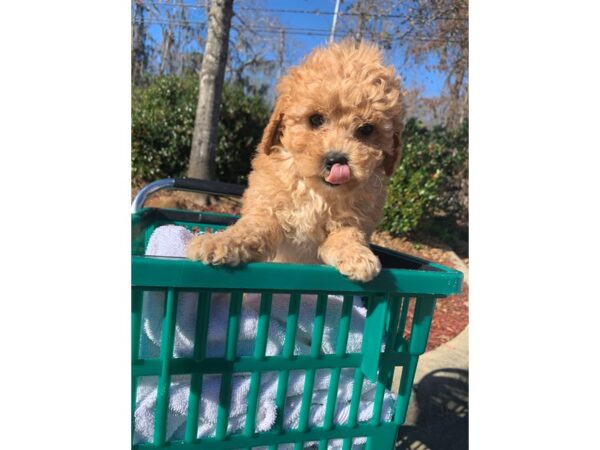 Mini Goldendoodle 2nd Gen-DOG-Female-Golden-6418-Petland Montgomery, Alabama