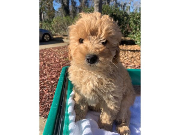 Mini Goldendoodle 2nd Gen DOG Male Golden 6419 Petland Montgomery, Alabama